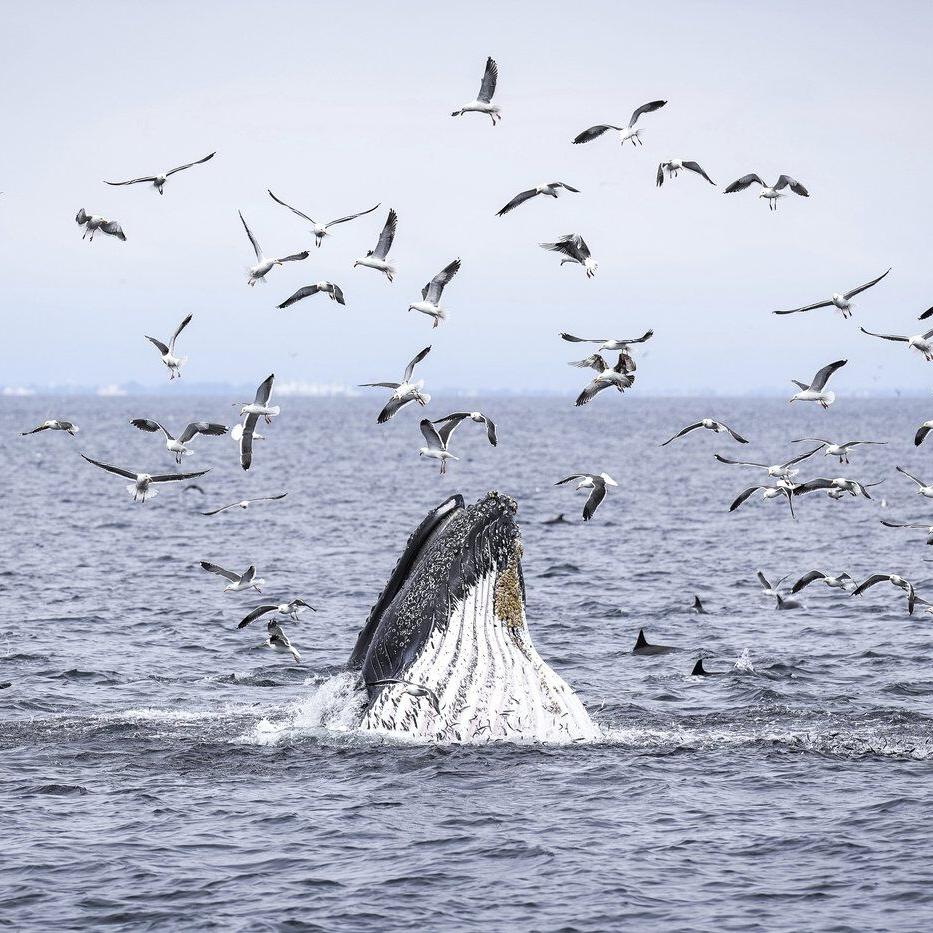 Marine scientist says whale strikes 'almost inevitable,' urges boaters to slow down